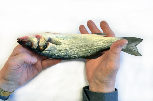 Alech the Fishmonger